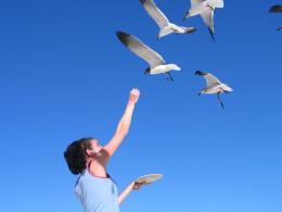 feeding the seagulls